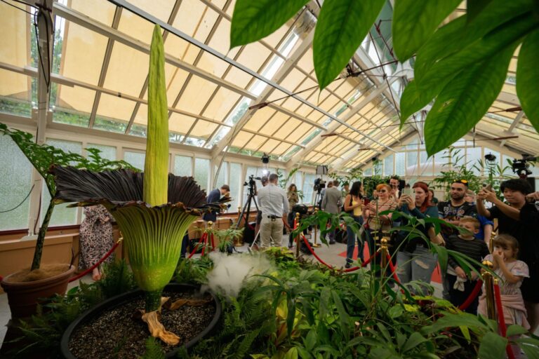 Thousands of tourists are flocking to Sydney, Australia just to see a stinky 5-foot tall flower bloom