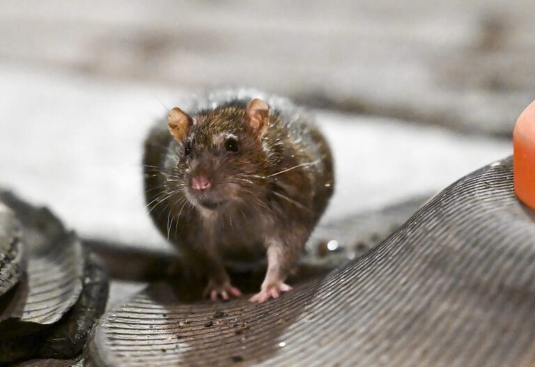 Hordes of rats are infesting cities and the $27 billion a year problem is only getting worse