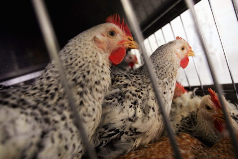 NYC just shut down all its live bird markets for a week after it discovered seven cases of avian flu