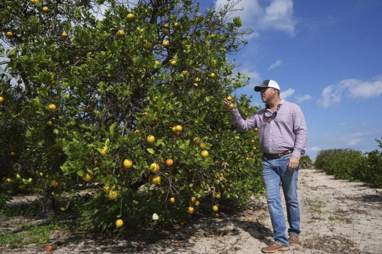 Florida has become such a popular place to move that real-estate developers are building homes on top of orange groves to accommodate the exploding population